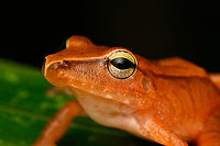Pristimantis achatinus - head, San Cipriano Reserve, Colombia A very variable species, where this individual is unusually colorful.<br />
https://www.jungledragon.com/image/145291/pristimantis_achatinus_san_cipriano_reserve_colombia.html<br />
https://www.jungledragon.com/image/145286/pristimantis_achatinus_-_on_leaf_san_cipriano_reserve_colombia.html Cachabi robber frog,Colombia,Colombia 2022,Geotagged,Pristimantis achatinus,San Cipriano Reserve,South America,Summer,World
