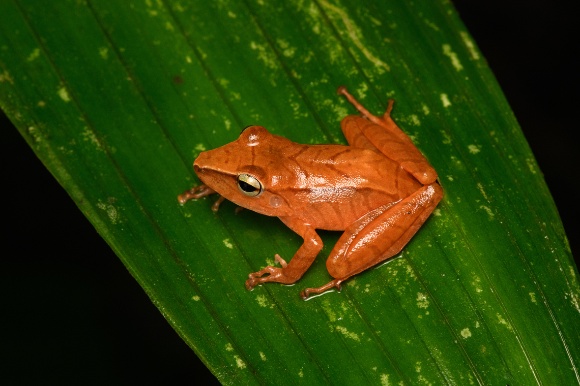 Pristimantis achatinus, San Cipriano Reserve, Colombia A very variable species, where this individual is unusually colorful.<br />
<figure class="photo"><a href="https://www.jungledragon.com/image/145286/pristimantis_achatinus_-_on_leaf_san_cipriano_reserve_colombia.html" title="Pristimantis achatinus - on leaf, San Cipriano Reserve, Colombia"><img src="https://s3.amazonaws.com/media.jungledragon.com/images/2/145286_thumb.jpg?AWSAccessKeyId=05GMT0V3GWVNE7GGM1R2&Expires=1769040010&Signature=t42VHRpRnGCA4bmGyJZnZ0WL6F4%3D" width="200" height="134" alt="Pristimantis achatinus - on leaf, San Cipriano Reserve, Colombia A very variable species, where this individual is unusually colorful.<br />
https://www.jungledragon.com/image/145291/pristimantis_achatinus_san_cipriano_reserve_colombia.html<br />
https://www.jungledragon.com/image/145290/pristimantis_achatinus_-_head_san_cipriano_reserve_colombia.html Cachabi robber frog,Colombia,Colombia 2022,Geotagged,Pristimantis achatinus,San Cipriano Reserve,South America,Summer,World" /></a></figure><br />
<figure class="photo"><a href="https://www.jungledragon.com/image/145290/pristimantis_achatinus_-_head_san_cipriano_reserve_colombia.html" title="Pristimantis achatinus - head, San Cipriano Reserve, Colombia"><img src="https://s3.amazonaws.com/media.jungledragon.com/images/2/145290_thumb.jpg?AWSAccessKeyId=05GMT0V3GWVNE7GGM1R2&Expires=1769040010&Signature=plGXKO1C%2BoE7co8m1JA63cYCAxU%3D" width="200" height="134" alt="Pristimantis achatinus - head, San Cipriano Reserve, Colombia A very variable species, where this individual is unusually colorful.<br />
https://www.jungledragon.com/image/145291/pristimantis_achatinus_san_cipriano_reserve_colombia.html<br />
https://www.jungledragon.com/image/145286/pristimantis_achatinus_-_on_leaf_san_cipriano_reserve_colombia.html Cachabi robber frog,Colombia,Colombia 2022,Geotagged,Pristimantis achatinus,San Cipriano Reserve,South America,Summer,World" /></a></figure> Cachabi robber frog,Colombia,Colombia 2022,Geotagged,Pristimantis achatinus,San Cipriano Reserve,South America,Summer,World