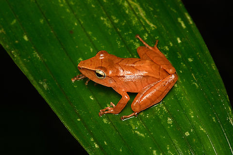 Pristimantis achatinus, San Cipriano Reserve, Colombia A very variable species, where this individual is unusually colorful.
https://www.jungledragon.com/image/145286/pristimantis_achatinus_-_on_leaf_san_cipriano_reserve_colombia.html
https://www.jungledragon.com/image/145290/pristimantis_achatinus_-_head_san_cipriano_reserve_colombia.html Cachabi robber frog,Colombia,Colombia 2022,Geotagged,Pristimantis achatinus,San Cipriano Reserve,South America,Summer,World