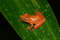 Pristimantis achatinus, San Cipriano Reserve, Colombia A very variable species, where this individual is unusually colorful.<br />
https://www.jungledragon.com/image/145286/pristimantis_achatinus_-_on_leaf_san_cipriano_reserve_colombia.html<br />
https://www.jungledragon.com/image/145290/pristimantis_achatinus_-_head_san_cipriano_reserve_colombia.html Cachabi robber frog,Colombia,Colombia 2022,Geotagged,Pristimantis achatinus,San Cipriano Reserve,South America,Summer,World