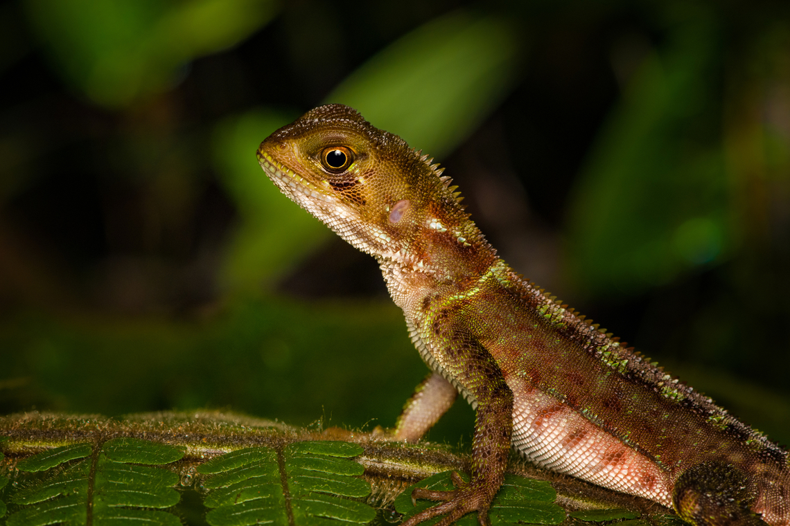 Western basilisk, San Cipriano Reserve, Colombia Juvenile, no crest.<br />
<figure class="photo"><a href="https://www.jungledragon.com/image/145296/western_basilisk_-_head_san_cipriano_reserve_colombia.html" title="Western basilisk - head, San Cipriano Reserve, Colombia"><img src="https://s3.amazonaws.com/media.jungledragon.com/images/2/145296_thumb.jpg?AWSAccessKeyId=05GMT0V3GWVNE7GGM1R2&Expires=1767225610&Signature=%2BTApCzdAF2Nwc5SA9bZ3E8lL2bc%3D" width="200" height="198" alt="Western basilisk - head, San Cipriano Reserve, Colombia Juvenile, no crest. Held by our herping guide Alejo for a quick closeup shot.<br />
https://www.jungledragon.com/image/145295/western_basilisk_san_cipriano_reserve_colombia.html Basiliscus galeritus,Colombia,Colombia 2022,Geotagged,San Cipriano Reserve,South America,Summer,Western basilisk,World" /></a></figure> Basiliscus galeritus,Colombia,Colombia 2022,Geotagged,San Cipriano Reserve,South America,Summer,Western basilisk,World