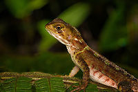 Western basilisk, San Cipriano Reserve, Colombia Juvenile, no crest.<br />
https://www.jungledragon.com/image/145296/western_basilisk_-_head_san_cipriano_reserve_colombia.html Basiliscus galeritus,Colombia,Colombia 2022,Geotagged,San Cipriano Reserve,South America,Summer,Western basilisk,World