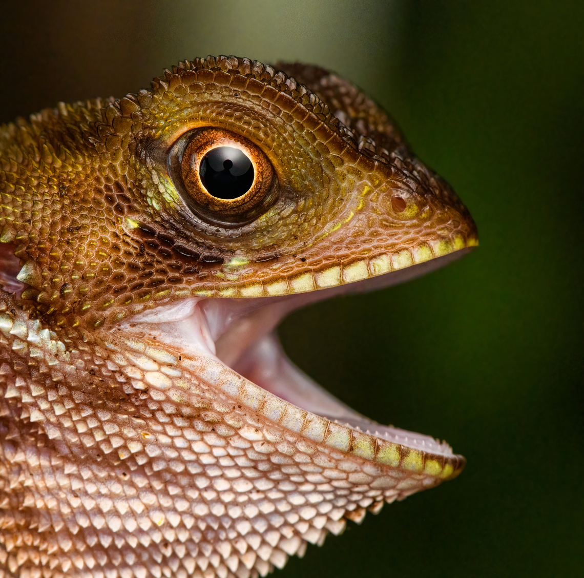 Western basilisk - head, San Cipriano Reserve, Colombia Juvenile, no crest. Held by our herping guide Alejo for a quick closeup shot.<br />
<figure class="photo"><a href="https://www.jungledragon.com/image/145295/western_basilisk_san_cipriano_reserve_colombia.html" title="Western basilisk, San Cipriano Reserve, Colombia"><img src="https://s3.amazonaws.com/media.jungledragon.com/images/2/145295_thumb.jpg?AWSAccessKeyId=05GMT0V3GWVNE7GGM1R2&Expires=1770854410&Signature=f5UB4Du8ZvP%2ByEkTUU82fOfuEcg%3D" width="200" height="134" alt="Western basilisk, San Cipriano Reserve, Colombia Juvenile, no crest.<br />
https://www.jungledragon.com/image/145296/western_basilisk_-_head_san_cipriano_reserve_colombia.html Basiliscus galeritus,Colombia,Colombia 2022,Geotagged,San Cipriano Reserve,South America,Summer,Western basilisk,World" /></a></figure> Basiliscus galeritus,Colombia,Colombia 2022,Geotagged,San Cipriano Reserve,South America,Summer,Western basilisk,World