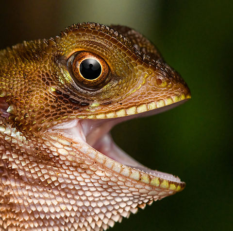 Western basilisk - head, San Cipriano Reserve, Colombia Juvenile, no crest. Held by our herping guide Alejo for a quick closeup shot.
https://www.jungledragon.com/image/145295/western_basilisk_san_cipriano_reserve_colombia.html Basiliscus galeritus,Colombia,Colombia 2022,Geotagged,San Cipriano Reserve,South America,Summer,Western basilisk,World