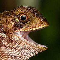 Western basilisk - head, San Cipriano Reserve, Colombia Juvenile, no crest. Held by our herping guide Alejo for a quick closeup shot.<br />
https://www.jungledragon.com/image/145295/western_basilisk_san_cipriano_reserve_colombia.html Basiliscus galeritus,Colombia,Colombia 2022,Geotagged,San Cipriano Reserve,South America,Summer,Western basilisk,World