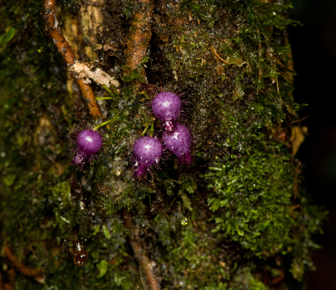 Purple berries? San Cipriano Reserve, Colombia Found on the bark of a tree. Not really sure where to start with this one. Colombia,Colombia 2022,Geotagged,San Cipriano Reserve,South America,Summer,World