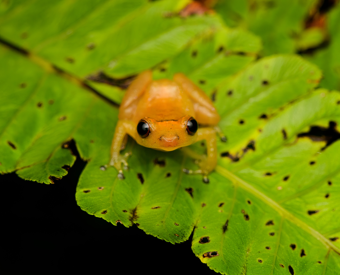 Diasporus gularis - frontal, San Cipriano Reserve, Colombia <figure class="photo"><a href="https://www.jungledragon.com/image/145342/diasporus_gularis_san_cipriano_reserve_colombia.html" title="Diasporus gularis, San Cipriano Reserve, Colombia"><img src="https://s3.amazonaws.com/media.jungledragon.com/images/2/145342_thumb.jpg?AWSAccessKeyId=05GMT0V3GWVNE7GGM1R2&Expires=1759968010&Signature=cMeU2mFkZyYMCxaVz2Ym1%2FsVPiA%3D" width="200" height="138" alt="Diasporus gularis, San Cipriano Reserve, Colombia https://www.jungledragon.com/image/145341/diasporus_gularis_-_frontal_san_cipriano_reserve_colombia.html<br />
Our first &quot;Dink frog&quot;, genus Diasporus. The name refers to the very brief whistle/ting call of the male, like a notification on your phone. I did not hear this actual call. Colombia,Colombia 2022,Diasporus gularis,Geotagged,San Cipriano Reserve,South America,Summer,World" /></a></figure><br />
Our first &quot;Dink frog&quot;, genus Diasporus. The name refers to the very brief whistle/ting call of the male, like a notification on your phone. I did not hear this actual call. Colombia,Colombia 2022,Diasporus gularis,Esmereldas Robber Frog,Geotagged,San Cipriano Reserve,South America,Summer,World