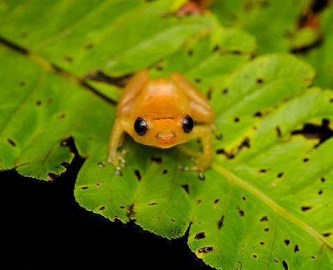 Diasporus gularis - frontal, San Cipriano Reserve, Colombia https://www.jungledragon.com/image/145342/diasporus_gularis_san_cipriano_reserve_colombia.html
Our first "Dink frog", genus Diasporus. The name refers to the very brief whistle/ting call of the male, like a notification on your phone. I did not hear this actual call. Colombia,Colombia 2022,Diasporus gularis,Esmereldas Robber Frog,Geotagged,San Cipriano Reserve,South America,Summer,World