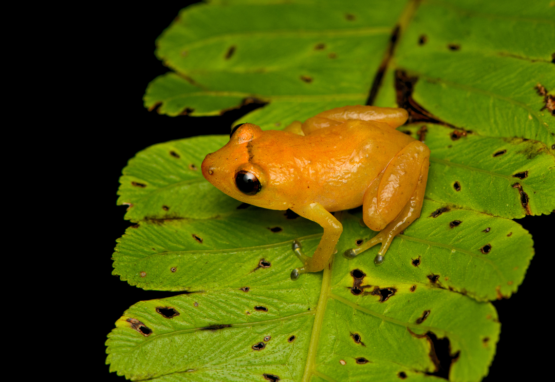 Diasporus gularis, San Cipriano Reserve, Colombia <figure class="photo"><a href="https://www.jungledragon.com/image/145341/diasporus_gularis_-_frontal_san_cipriano_reserve_colombia.html" title="Diasporus gularis - frontal, San Cipriano Reserve, Colombia"><img src="https://s3.amazonaws.com/media.jungledragon.com/images/2/145341_thumb.jpg?AWSAccessKeyId=05GMT0V3GWVNE7GGM1R2&Expires=1770854410&Signature=miCMTbxClw0thJHTkDco1QAz0PM%3D" width="200" height="162" alt="Diasporus gularis - frontal, San Cipriano Reserve, Colombia https://www.jungledragon.com/image/145342/diasporus_gularis_san_cipriano_reserve_colombia.html<br />
Our first "Dink frog", genus Diasporus. The name refers to the very brief whistle/ting call of the male, like a notification on your phone. I did not hear this actual call. Colombia,Colombia 2022,Diasporus gularis,Esmereldas Robber Frog,Geotagged,San Cipriano Reserve,South America,Summer,World" /></a></figure><br />
Our first "Dink frog", genus Diasporus. The name refers to the very brief whistle/ting call of the male, like a notification on your phone. I did not hear this actual call. Colombia,Colombia 2022,Diasporus gularis,Geotagged,San Cipriano Reserve,South America,Summer,World
