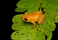 Diasporus gularis, San Cipriano Reserve, Colombia https://www.jungledragon.com/image/145341/diasporus_gularis_-_frontal_san_cipriano_reserve_colombia.html<br />
Our first "Dink frog", genus Diasporus. The name refers to the very brief whistle/ting call of the male, like a notification on your phone. I did not hear this actual call. Colombia,Colombia 2022,Diasporus gularis,Geotagged,San Cipriano Reserve,South America,Summer,World