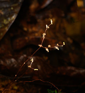 Ghost plant (Voyria sp.), San Cipriano Reserve, Colombia  Colombia,Colombia 2022,Geotagged,San Cipriano Reserve,South America,Summer,World