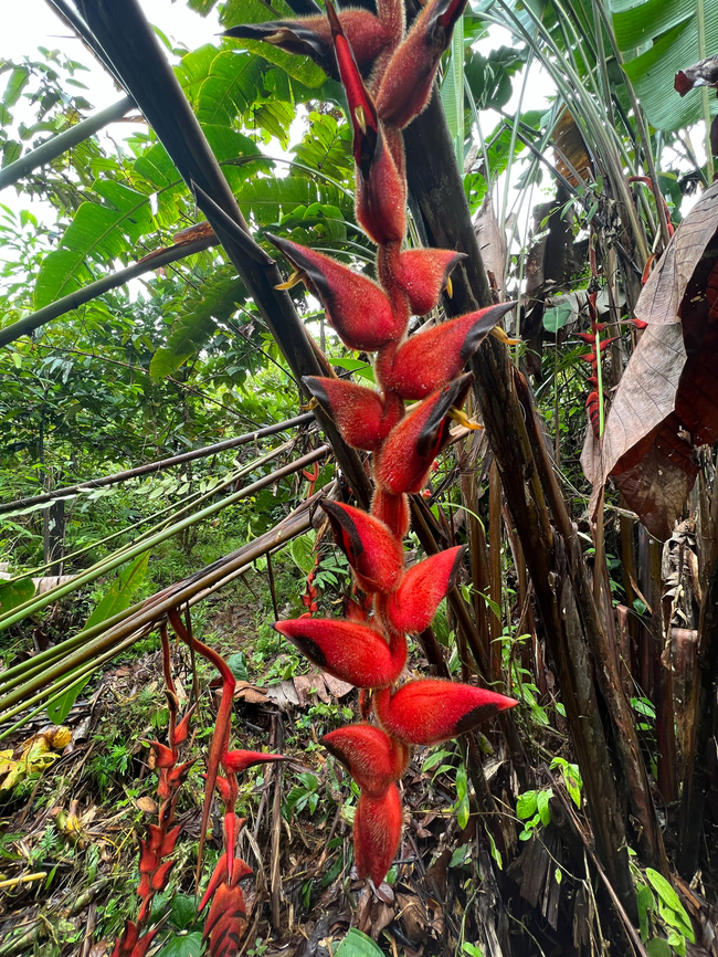 Heliconia pogonantha, San Cipriano Reserve, Colombia  Colombia,Colombia 2022,Geotagged,Heliconia pogonantha,San Cipriano Reserve,South America,Summer,World