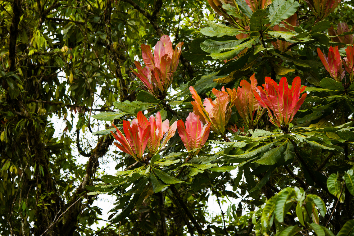 Cespedesia spathulata - detail, San Cipriano Reserve, Colombia <figure class="photo"><a href="https://www.jungledragon.com/image/145451/cespedesia_spathulata_san_cipriano_reserve_colombia.html" title="Cespedesia spathulata, San Cipriano Reserve, Colombia"><img src="https://s3.amazonaws.com/media.jungledragon.com/images/2/145451_thumb.jpg?AWSAccessKeyId=05GMT0V3GWVNE7GGM1R2&Expires=1769040010&Signature=qRuQCXS8iTI4cJkScBexRC0Lqfs%3D" width="200" height="134" alt="Cespedesia spathulata, San Cipriano Reserve, Colombia https://www.jungledragon.com/image/145450/tree_with_red_upstanding_leafs_-_detail_san_cipriano_reserve_colombia.html Cespedesia spathulata,Colombia,Colombia 2022,Geotagged,San Cipriano Reserve,South America,Summer,World" /></a></figure> Cespedesia spathulata,Colombia,Colombia 2022,Geotagged,San Cipriano Reserve,South America,Summer,World