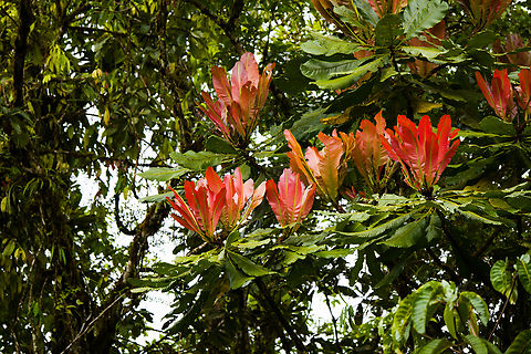 Cespedesia spathulata - detail, San Cipriano Reserve, Colombia https://www.jungledragon.com/image/145451/tree_with_red_upstanding_leafs_san_cipriano_reserve_colombia.html Cespedesia spathulata,Colombia,Colombia 2022,Geotagged,San Cipriano Reserve,South America,Summer,World