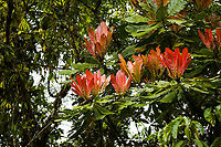 Cespedesia spathulata - detail, San Cipriano Reserve, Colombia https://www.jungledragon.com/image/145451/tree_with_red_upstanding_leafs_san_cipriano_reserve_colombia.html Cespedesia spathulata,Colombia,Colombia 2022,Geotagged,San Cipriano Reserve,South America,Summer,World