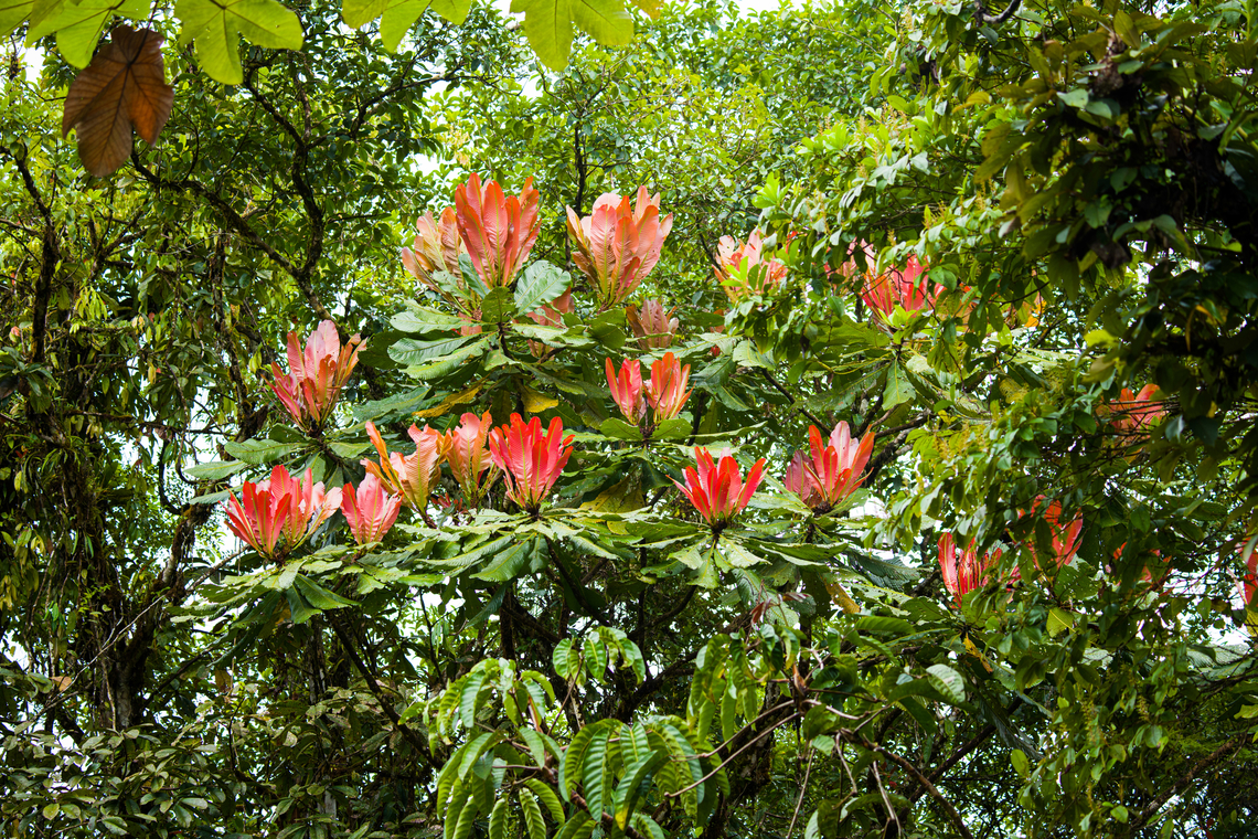 Cespedesia spathulata, San Cipriano Reserve, Colombia <figure class="photo"><a href="https://www.jungledragon.com/image/145450/cespedesia_spathulata_-_detail_san_cipriano_reserve_colombia.html" title="Cespedesia spathulata - detail, San Cipriano Reserve, Colombia"><img src="https://s3.amazonaws.com/media.jungledragon.com/images/2/145450_thumb.jpg?AWSAccessKeyId=05GMT0V3GWVNE7GGM1R2&Expires=1759968010&Signature=%2BnphwhV7T0mBhxd5k314KxlqBxw%3D" width="200" height="134" alt="Cespedesia spathulata - detail, San Cipriano Reserve, Colombia https://www.jungledragon.com/image/145451/tree_with_red_upstanding_leafs_san_cipriano_reserve_colombia.html Cespedesia spathulata,Colombia,Colombia 2022,Geotagged,San Cipriano Reserve,South America,Summer,World" /></a></figure> Cespedesia spathulata,Colombia,Colombia 2022,Geotagged,San Cipriano Reserve,South America,Summer,World