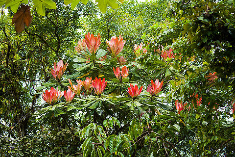 Cespedesia spathulata, San Cipriano Reserve, Colombia https://www.jungledragon.com/image/145450/tree_with_red_upstanding_leafs_-_detail_san_cipriano_reserve_colombia.html Cespedesia spathulata,Colombia,Colombia 2022,Geotagged,San Cipriano Reserve,South America,Summer,World