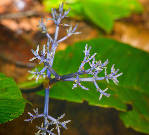 Faramea sp., San Cipriano Reserve, Colombia  Colombia,Colombia 2022,Geotagged,San Cipriano Reserve,South America,Summer,World