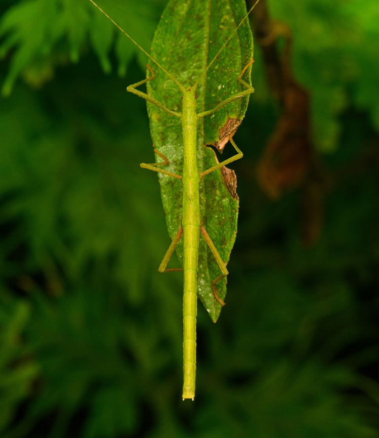 Green stick insect, San Cipriano Reserve, Colombia  Colombia,Colombia 2022,Geotagged,San Cipriano Reserve,South America,Summer,World