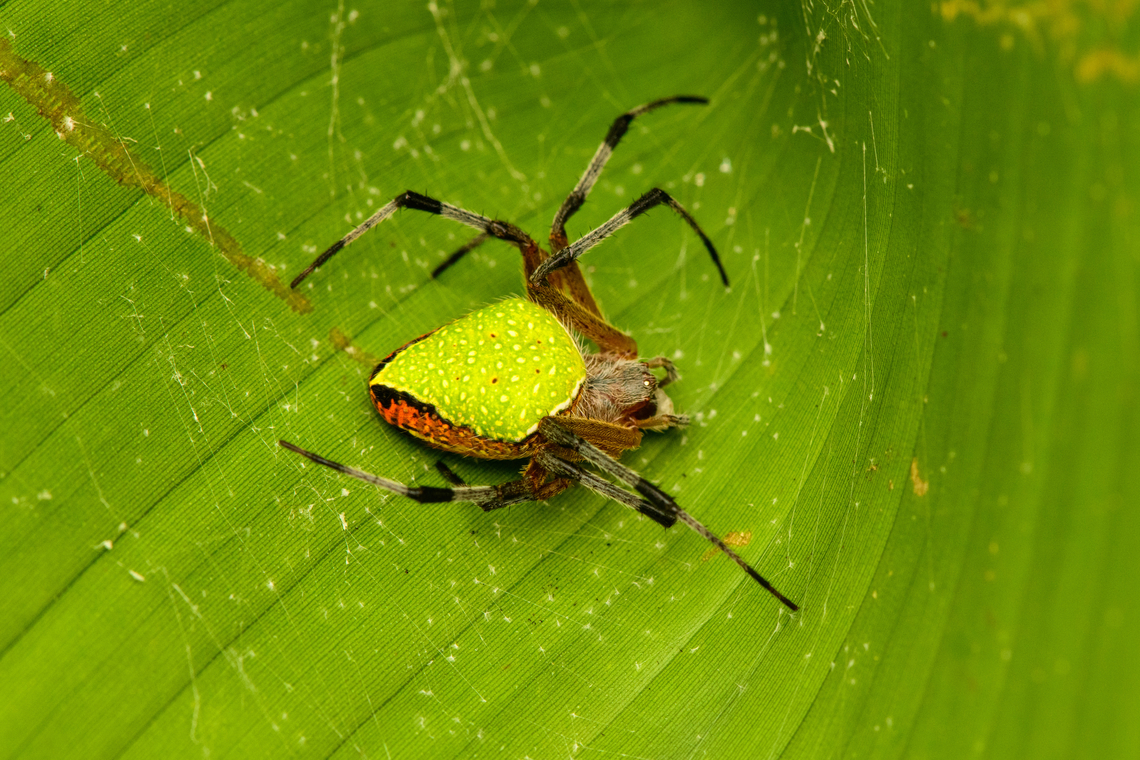 Eriophora nephiloides, San Cipriano Reserve, Colombia Common name: Pretty Orbweaver :) Colombia,Colombia 2022,Eriophora nephiloides,Geotagged,Pretty Orbweaver,San Cipriano Reserve,South America,Summer,World