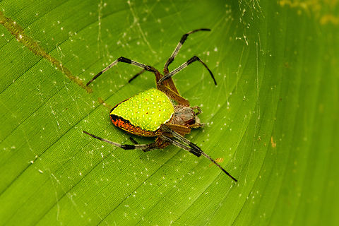 Pretty Orbweaver