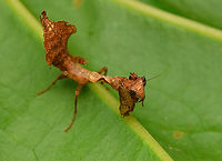 Acanthops falcata - frontal, San Cipriano Reserve, Colombia Supposedly the sub-adult female of the species based on this reference:<br />
https://www.inaturalist.org/observations/33172332<br />
https://www.jungledragon.com/image/145533/acanthops_falcata_san_cipriano_reserve_colombia.html Acanthops falcata,Colombia,Colombia 2022,Geotagged,San Cipriano Reserve,South America,South American Boxer Mantis,Summer,World