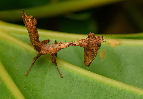 Acanthops falcata, San Cipriano Reserve, Colombia Supposedly the sub-adult female of the species based on this reference:
https://www.inaturalist.org/observations/33172332
https://www.jungledragon.com/image/145532/acanthops_falcata_-_frontal_san_cipriano_reserve_colombia.html Acanthops falcata,Colombia,Colombia 2022,Geotagged,San Cipriano Reserve,South America,Summer,World