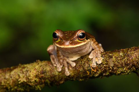 Masked Tree Frog, San Cipriano Reserve, Colombia https://www.jungledragon.com/image/145535/masked_tree_frog_-_closeup_san_cipriano_reserve_colombia.html Colombia,Colombia 2022,Geotagged,Masked Tree Frog,San Cipriano Reserve,Smilisca phaeota,South America,Summer,World