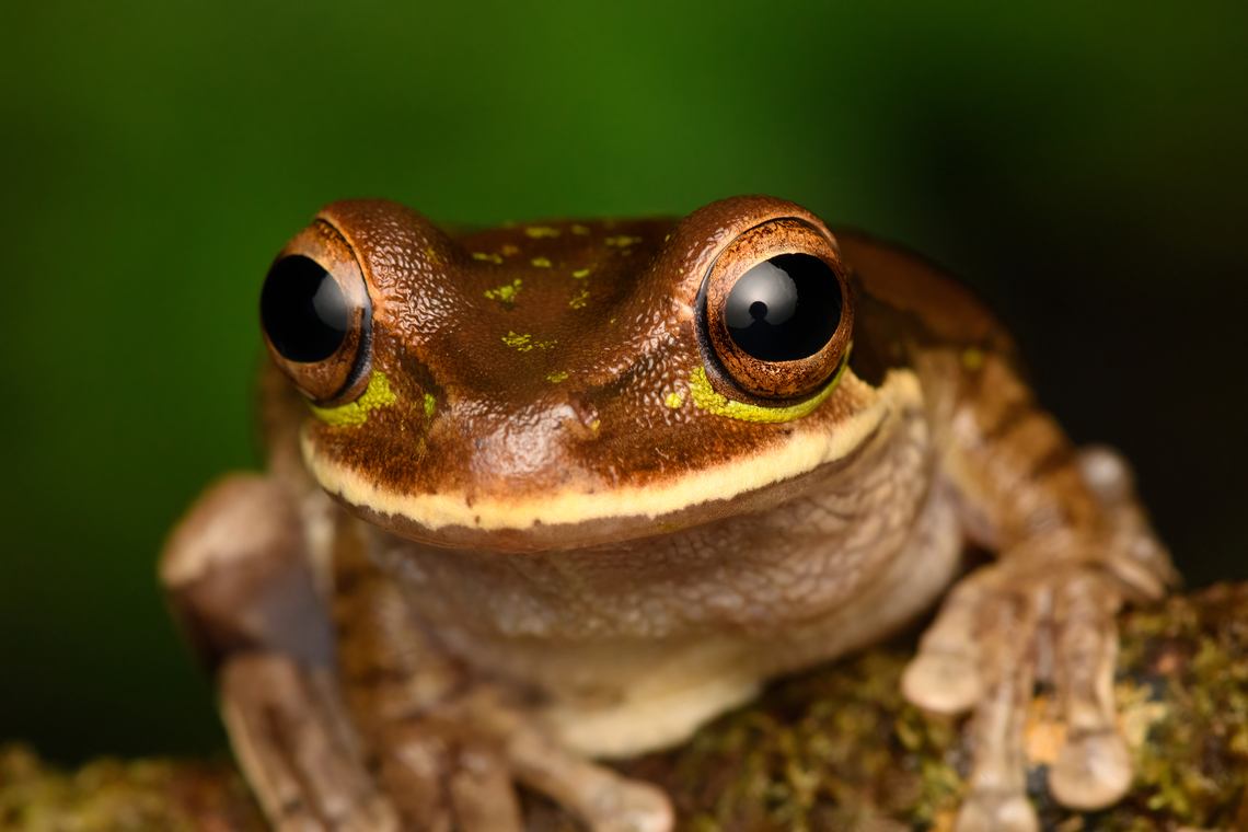 Masked Tree Frog - closeup, San Cipriano Reserve, Colombia <figure class="photo"><a href="https://www.jungledragon.com/image/145534/masked_tree_frog_san_cipriano_reserve_colombia.html" title="Masked Tree Frog, San Cipriano Reserve, Colombia"><img src="https://s3.amazonaws.com/media.jungledragon.com/images/2/145534_thumb.jpg?AWSAccessKeyId=05GMT0V3GWVNE7GGM1R2&Expires=1759968010&Signature=v0ze8NCrrxjZrEdqtZ2yBfakcQk%3D" width="200" height="134" alt="Masked Tree Frog, San Cipriano Reserve, Colombia https://www.jungledragon.com/image/145535/masked_tree_frog_-_closeup_san_cipriano_reserve_colombia.html Colombia,Colombia 2022,Geotagged,Masked Tree Frog,San Cipriano Reserve,Smilisca phaeota,South America,Summer,World" /></a></figure> Colombia,Colombia 2022,Geotagged,Masked Tree Frog,San Cipriano Reserve,Smilisca phaeota,South America,Summer,World