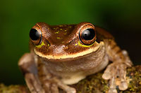 Masked Tree Frog - closeup, San Cipriano Reserve, Colombia https://www.jungledragon.com/image/145534/masked_tree_frog_san_cipriano_reserve_colombia.html Colombia,Colombia 2022,Geotagged,Masked Tree Frog,San Cipriano Reserve,Smilisca phaeota,South America,Summer,World