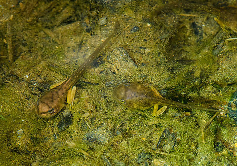 Tadpoles, San Cipriano Reserve, Colombia Found in a puddle of water next to a dirt road during a night tour. Colombia,Colombia 2022,Geotagged,San Cipriano Reserve,South America,Summer,World