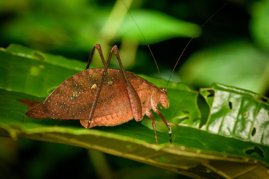 Leaf katydid - Orophus sp., San Cipriano Reserve, Colombia  Colombia,Colombia 2022,Geotagged,Orophus,San Cipriano Reserve,South America,Summer,World
