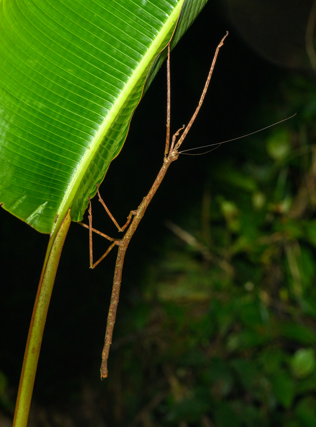 Giant stick insect, San Cipriano Reserve, Colombia <figure class="photo"><a href="https://www.jungledragon.com/image/145540/giant_stick_insect_-_upper_body_san_cipriano_reserve_colombia.html" title="Giant stick insect - upper body, San Cipriano Reserve, Colombia"><img src="https://s3.amazonaws.com/media.jungledragon.com/images/2/145540_thumb.jpg?AWSAccessKeyId=05GMT0V3GWVNE7GGM1R2&Expires=1769040010&Signature=SZHq8iKWMfViz9fcfGi%2BmDX%2BK2A%3D" width="200" height="134" alt="Giant stick insect - upper body, San Cipriano Reserve, Colombia https://www.jungledragon.com/image/145538/giant_stick_insect_san_cipriano_reserve_colombia.html<br />
https://www.jungledragon.com/image/145539/giant_stick_insect_-_head_san_cipriano_reserve_colombia.html<br />
 Colombia,Colombia 2022,Geotagged,San Cipriano Reserve,South America,Summer,World" /></a></figure><br />
<figure class="photo"><a href="https://www.jungledragon.com/image/145539/giant_stick_insect_-_head_san_cipriano_reserve_colombia.html" title="Giant stick insect - head, San Cipriano Reserve, Colombia"><img src="https://s3.amazonaws.com/media.jungledragon.com/images/2/145539_thumb.jpg?AWSAccessKeyId=05GMT0V3GWVNE7GGM1R2&Expires=1769040010&Signature=QJdM%2BphTCxNyfSarymfdlVrvn7U%3D" width="200" height="158" alt="Giant stick insect - head, San Cipriano Reserve, Colombia https://www.jungledragon.com/image/145538/giant_stick_insect_san_cipriano_reserve_colombia.html<br />
https://www.jungledragon.com/image/145540/giant_stick_insect_-_upper_body_san_cipriano_reserve_colombia.html<br />
 Colombia,Colombia 2022,Geotagged,San Cipriano Reserve,South America,Summer,World" /></a></figure><br />
 Colombia,Colombia 2022,Geotagged,San Cipriano Reserve,South America,Summer,World