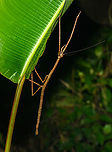 Giant stick insect, San Cipriano Reserve, Colombia https://www.jungledragon.com/image/145540/giant_stick_insect_-_upper_body_san_cipriano_reserve_colombia.html<br />
https://www.jungledragon.com/image/145539/giant_stick_insect_-_head_san_cipriano_reserve_colombia.html<br />
 Colombia,Colombia 2022,Geotagged,San Cipriano Reserve,South America,Summer,World