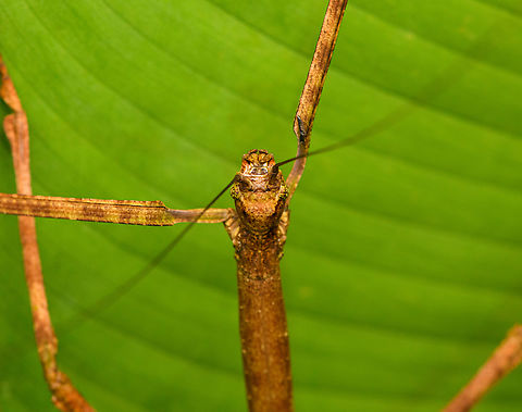 Giant stick insect - head, San Cipriano Reserve, Colombia https://www.jungledragon.com/image/145538/giant_stick_insect_san_cipriano_reserve_colombia.html
https://www.jungledragon.com/image/145540/giant_stick_insect_-_upper_body_san_cipriano_reserve_colombia.html
 Colombia,Colombia 2022,Geotagged,San Cipriano Reserve,South America,Summer,World