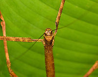 Giant stick insect - head, San Cipriano Reserve, Colombia https://www.jungledragon.com/image/145538/giant_stick_insect_san_cipriano_reserve_colombia.html<br />
https://www.jungledragon.com/image/145540/giant_stick_insect_-_upper_body_san_cipriano_reserve_colombia.html<br />
Colombia,Colombia 2022,Geotagged,San Cipriano Reserve,South America,Summer,World