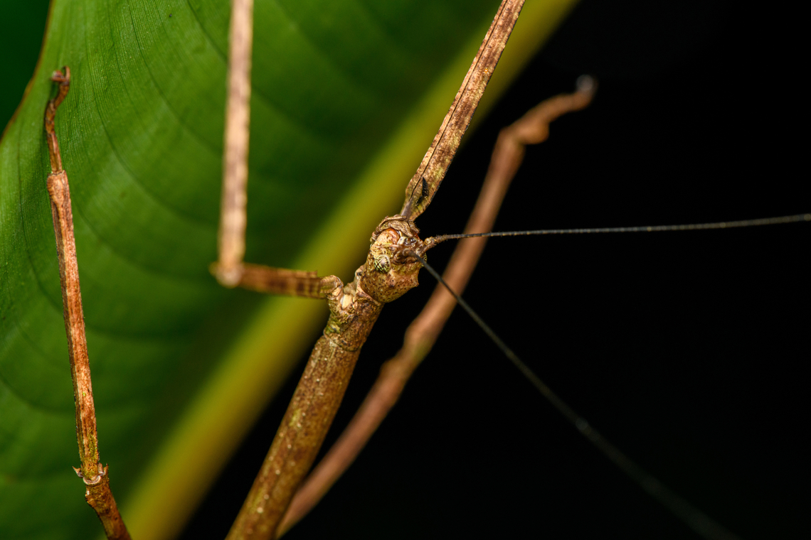Giant stick insect - upper body, San Cipriano Reserve, Colombia <figure class="photo"><a href="https://www.jungledragon.com/image/145538/giant_stick_insect_san_cipriano_reserve_colombia.html" title="Giant stick insect, San Cipriano Reserve, Colombia"><img src="https://s3.amazonaws.com/media.jungledragon.com/images/2/145538_thumb.jpg?AWSAccessKeyId=05GMT0V3GWVNE7GGM1R2&Expires=1761782410&Signature=BOgKx3Ix9n4uWBctEsGFlQPN9XM%3D" width="114" height="152" alt="Giant stick insect, San Cipriano Reserve, Colombia https://www.jungledragon.com/image/145540/giant_stick_insect_-_upper_body_san_cipriano_reserve_colombia.html<br />
https://www.jungledragon.com/image/145539/giant_stick_insect_-_head_san_cipriano_reserve_colombia.html<br />
 Colombia,Colombia 2022,Geotagged,San Cipriano Reserve,South America,Summer,World" /></a></figure><br />
<figure class="photo"><a href="https://www.jungledragon.com/image/145539/giant_stick_insect_-_head_san_cipriano_reserve_colombia.html" title="Giant stick insect - head, San Cipriano Reserve, Colombia"><img src="https://s3.amazonaws.com/media.jungledragon.com/images/2/145539_thumb.jpg?AWSAccessKeyId=05GMT0V3GWVNE7GGM1R2&Expires=1761782410&Signature=bJ9uSiARWVki0adszP1x%2BTKPR4A%3D" width="200" height="158" alt="Giant stick insect - head, San Cipriano Reserve, Colombia https://www.jungledragon.com/image/145538/giant_stick_insect_san_cipriano_reserve_colombia.html<br />
https://www.jungledragon.com/image/145540/giant_stick_insect_-_upper_body_san_cipriano_reserve_colombia.html<br />
 Colombia,Colombia 2022,Geotagged,San Cipriano Reserve,South America,Summer,World" /></a></figure><br />
 Colombia,Colombia 2022,Geotagged,San Cipriano Reserve,South America,Summer,World