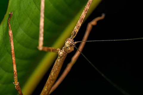 Giant stick insect - upper body, San Cipriano Reserve, Colombia https://www.jungledragon.com/image/145538/giant_stick_insect_san_cipriano_reserve_colombia.html
https://www.jungledragon.com/image/145539/giant_stick_insect_-_head_san_cipriano_reserve_colombia.html
 Colombia,Colombia 2022,Geotagged,San Cipriano Reserve,South America,Summer,World