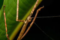 Giant stick insect - upper body, San Cipriano Reserve, Colombia https://www.jungledragon.com/image/145538/giant_stick_insect_san_cipriano_reserve_colombia.html<br />
https://www.jungledragon.com/image/145539/giant_stick_insect_-_head_san_cipriano_reserve_colombia.html<br />
 Colombia,Colombia 2022,Geotagged,San Cipriano Reserve,South America,Summer,World