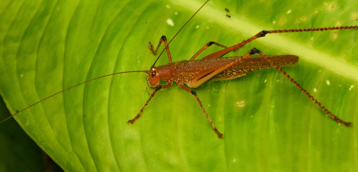 Ischnomela gracilis, San Cipriano Reserve, Colombia  Colombia,Colombia 2022,Geotagged,Ischnomela gracilis,San Cipriano Reserve,South America,Summer,World