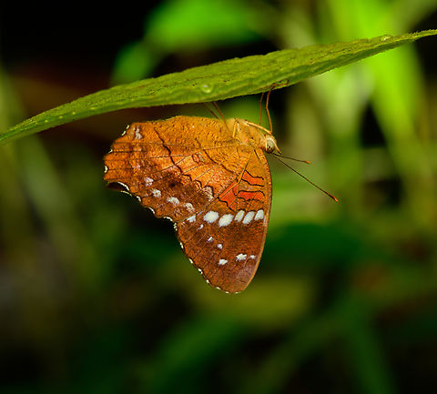 Anartia amathea ssp. amathea, San Cipriano Reserve, Colombia Found at rest at night. Anartia amathea,Colombia,Colombia 2022,Geotagged,San Cipriano Reserve,Scarlet peacock,South America,Summer,World