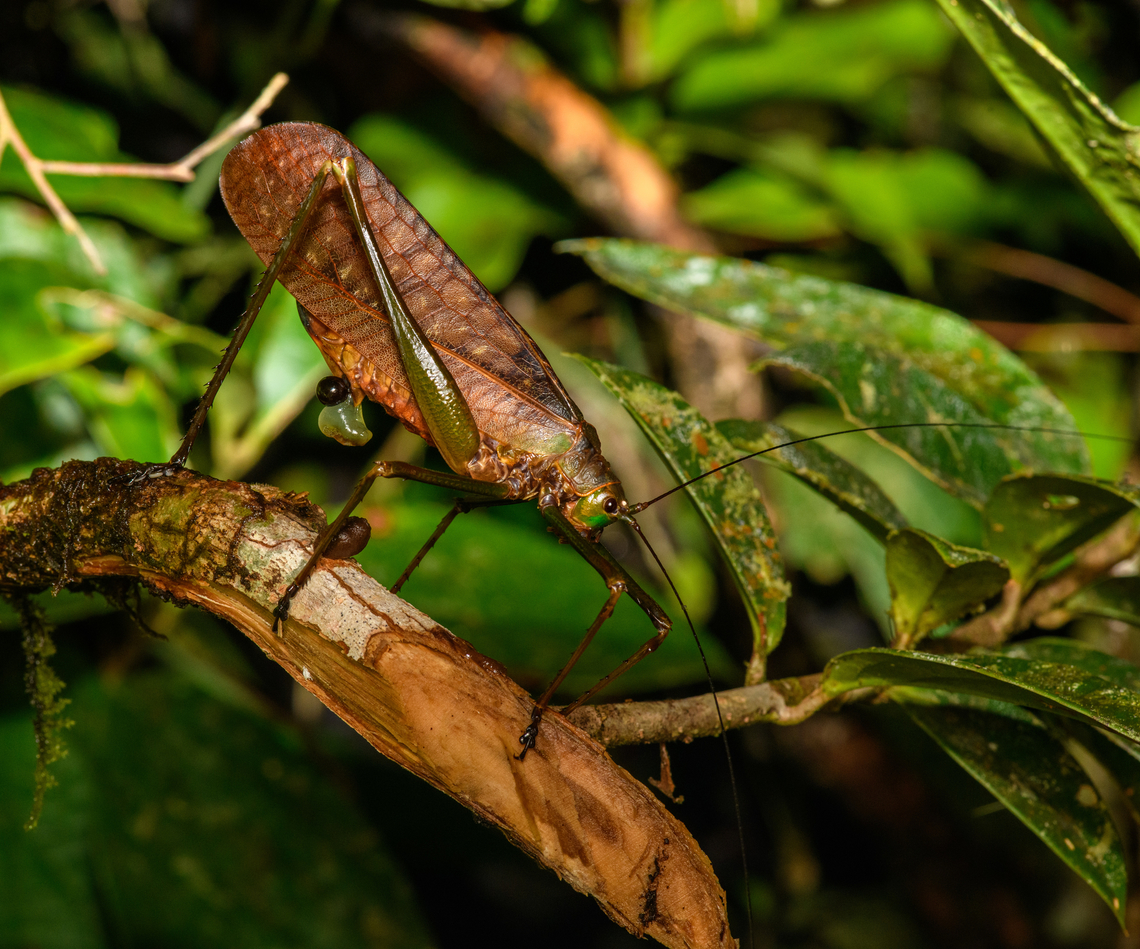 Large Katydid laying eggs, San Cipriano Reserve, Colombia  Colombia,Colombia 2022,Geotagged,San Cipriano Reserve,South America,Summer,World