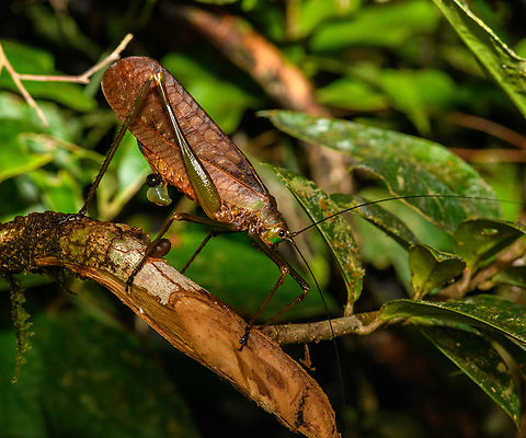 Large Katydid laying eggs, San Cipriano Reserve, Colombia  Colombia,Colombia 2022,Geotagged,San Cipriano Reserve,South America,Summer,World
