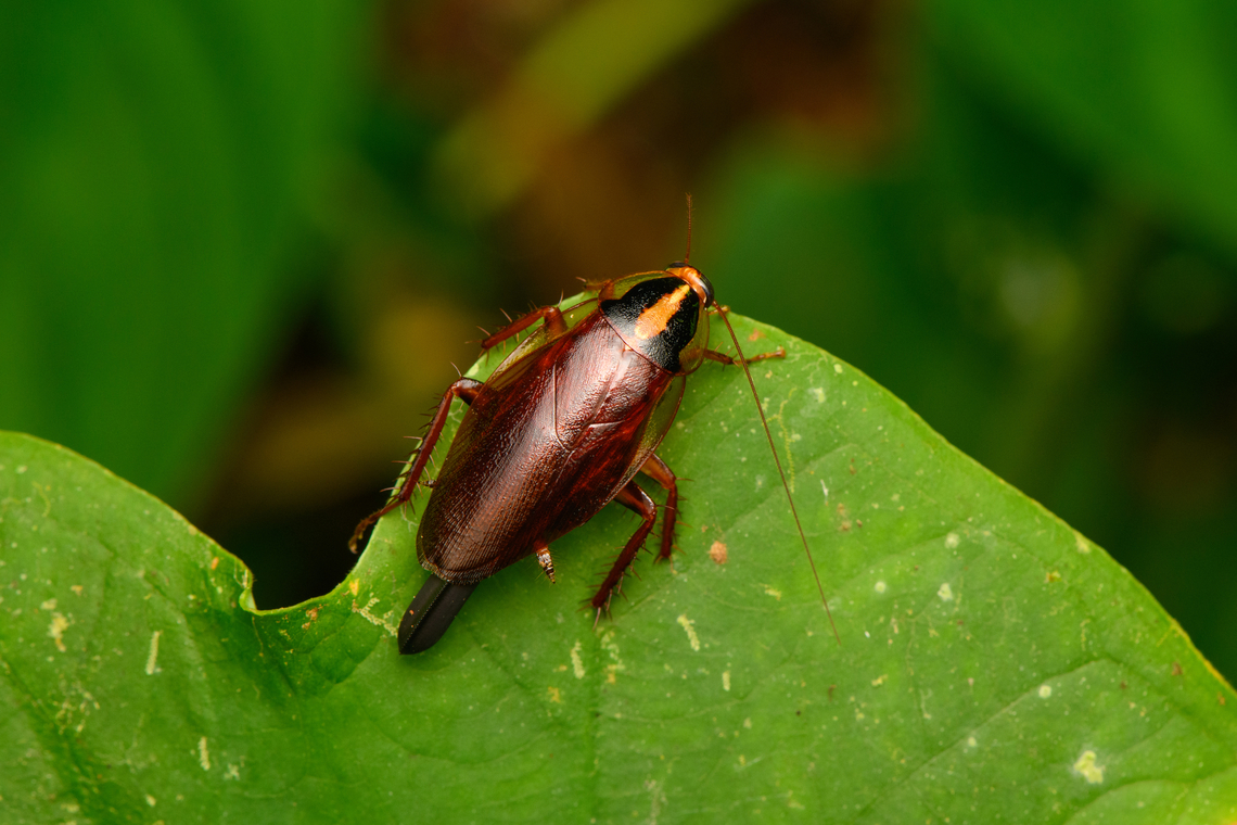 Wood Cockroach, San Cipriano Reserve, Colombia  Colombia,Colombia 2022,Geotagged,San Cipriano Reserve,South America,Summer,World