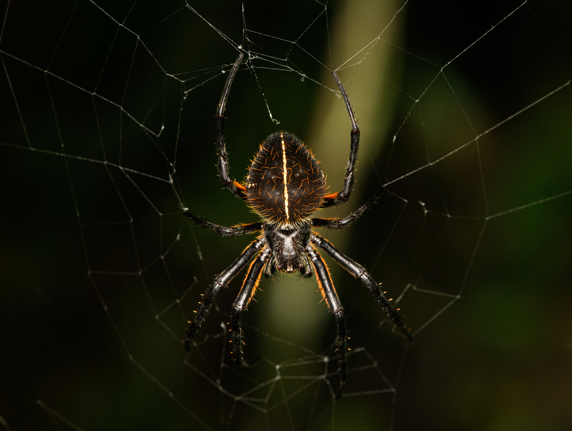 Eriophora fuliginea, San Cipriano Reserve, Colombia  Colombia,Colombia 2022,Eriophora fuliginea,Geotagged,San Cipriano Reserve,South America,Summer,World