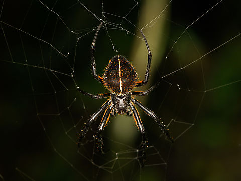 Eriophora fuliginea, San Cipriano Reserve, Colombia  Colombia,Colombia 2022,Eriophora fuliginea,Geotagged,San Cipriano Reserve,South America,Summer,World