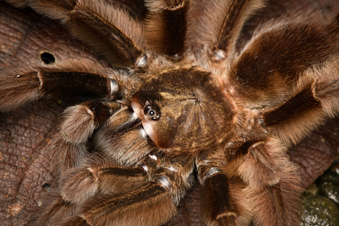 Psalmopoeus ecclesiasticus - side view closeup, San Cipriano Reserve, Colombia Tentative ID based on discussion in FB Tarantula group. With pedipals as long as to create a 9th and 10th leg.<br />
<figure class="photo"><a href="https://www.jungledragon.com/image/145575/psalmopoeus_ecclesiasticus_san_cipriano_reserve_colombia.html" title="Psalmopoeus ecclesiasticus, San Cipriano Reserve, Colombia"><img src="https://s3.amazonaws.com/media.jungledragon.com/images/2/145575_thumb.jpg?AWSAccessKeyId=05GMT0V3GWVNE7GGM1R2&Expires=1759968010&Signature=XgfBdjislPIWgo82KNgR%2FNbPrPM%3D" width="146" height="152" alt="Psalmopoeus ecclesiasticus, San Cipriano Reserve, Colombia Tentative ID based on discussion in FB Tarantula group. With pedipals as long as to create a 9th and 10th leg.<br />
https://www.jungledragon.com/image/145574/tarantula_psalmopoeinae_-_side_view_san_cipriano_reserve_colombia.html<br />
https://www.jungledragon.com/image/145573/tarantula_psalmopoeinae_-_side_view_closeup_san_cipriano_reserve_colombia.html<br />
https://www.jungledragon.com/image/145576/tarantula_psalmopoeinae_-_head_san_cipriano_reserve_colombia.html Colombia,Colombia 2022,Geotagged,Psalmopoeus ecclesiasticus,San Cipriano Reserve,South America,Summer,World" /></a></figure><br />
<figure class="photo"><a href="https://www.jungledragon.com/image/145574/psalmopoeus_ecclesiasticus_-_side_view_san_cipriano_reserve_colombia.html" title="Psalmopoeus ecclesiasticus - side view, San Cipriano Reserve, Colombia"><img src="https://s3.amazonaws.com/media.jungledragon.com/images/2/145574_thumb.jpg?AWSAccessKeyId=05GMT0V3GWVNE7GGM1R2&Expires=1759968010&Signature=eh97XkvzcJaG1YVWcjCWJNfOXdM%3D" width="200" height="134" alt="Psalmopoeus ecclesiasticus - side view, San Cipriano Reserve, Colombia Tentative ID based on discussion in FB Tarantula group. With pedipals as long as to create a 9th and 10th leg.<br />
https://www.jungledragon.com/image/145575/tarantula_psalmopoeinae_san_cipriano_reserve_colombia.html<br />
https://www.jungledragon.com/image/145573/tarantula_psalmopoeinae_-_side_view_closeup_san_cipriano_reserve_colombia.html<br />
https://www.jungledragon.com/image/145576/tarantula_psalmopoeinae_-_head_san_cipriano_reserve_colombia.html Colombia,Colombia 2022,Geotagged,Psalmopoeus ecclesiasticus,San Cipriano Reserve,South America,Summer,World" /></a></figure><br />
<figure class="photo"><a href="https://www.jungledragon.com/image/145576/psalmopoeus_ecclesiasticus_-_head_san_cipriano_reserve_colombia.html" title="Psalmopoeus ecclesiasticus - head, San Cipriano Reserve, Colombia"><img src="https://s3.amazonaws.com/media.jungledragon.com/images/2/145576_thumb.jpg?AWSAccessKeyId=05GMT0V3GWVNE7GGM1R2&Expires=1759968010&Signature=9fP9LZIayDRkUQChN%2Fd2W7Lzd90%3D" width="200" height="146" alt="Psalmopoeus ecclesiasticus - head, San Cipriano Reserve, Colombia Tentative ID based on discussion in FB Tarantula group. With pedipals as long as to create a 9th and 10th leg.<br />
https://www.jungledragon.com/image/145575/tarantula_psalmopoeinae_san_cipriano_reserve_colombia.html<br />
https://www.jungledragon.com/image/145574/tarantula_psalmopoeinae_-_side_view_san_cipriano_reserve_colombia.html<br />
https://www.jungledragon.com/image/145573/tarantula_psalmopoeinae_-_side_view_closeup_san_cipriano_reserve_colombia.html Colombia,Colombia 2022,Geotagged,Psalmopoeus ecclesiasticus,San Cipriano Reserve,South America,Summer,World" /></a></figure> Colombia,Colombia 2022,Geotagged,Psalmopoeus ecclesiasticus,San Cipriano Reserve,South America,Summer,World