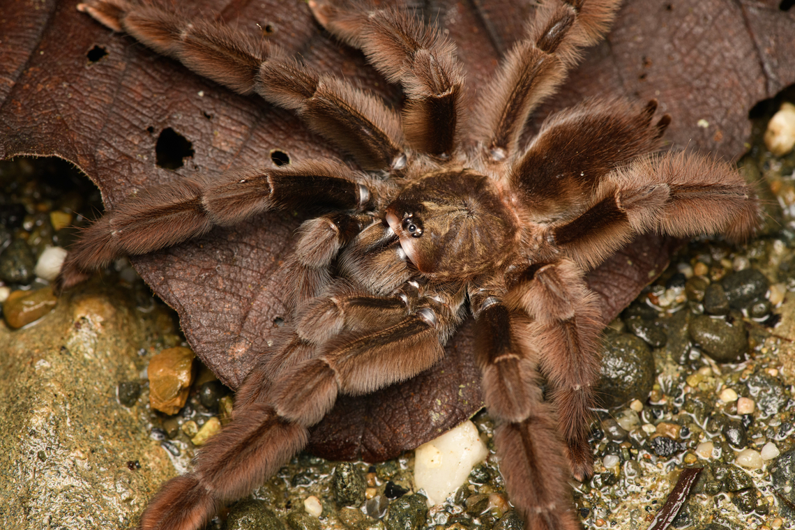 Psalmopoeus ecclesiasticus - side view, San Cipriano Reserve, Colombia Tentative ID based on discussion in FB Tarantula group. With pedipals as long as to create a 9th and 10th leg.<br />
<figure class="photo"><a href="https://www.jungledragon.com/image/145575/psalmopoeus_ecclesiasticus_san_cipriano_reserve_colombia.html" title="Psalmopoeus ecclesiasticus, San Cipriano Reserve, Colombia"><img src="https://s3.amazonaws.com/media.jungledragon.com/images/2/145575_thumb.jpg?AWSAccessKeyId=05GMT0V3GWVNE7GGM1R2&Expires=1767225610&Signature=m0u0WPFDs0aXdyROwPQZhQ9vHYs%3D" width="146" height="152" alt="Psalmopoeus ecclesiasticus, San Cipriano Reserve, Colombia Tentative ID based on discussion in FB Tarantula group. With pedipals as long as to create a 9th and 10th leg.<br />
https://www.jungledragon.com/image/145574/tarantula_psalmopoeinae_-_side_view_san_cipriano_reserve_colombia.html<br />
https://www.jungledragon.com/image/145573/tarantula_psalmopoeinae_-_side_view_closeup_san_cipriano_reserve_colombia.html<br />
https://www.jungledragon.com/image/145576/tarantula_psalmopoeinae_-_head_san_cipriano_reserve_colombia.html Colombia,Colombia 2022,Geotagged,Psalmopoeus ecclesiasticus,San Cipriano Reserve,South America,Summer,World" /></a></figure><br />
<figure class="photo"><a href="https://www.jungledragon.com/image/145573/psalmopoeus_ecclesiasticus_-_side_view_closeup_san_cipriano_reserve_colombia.html" title="Psalmopoeus ecclesiasticus - side view closeup, San Cipriano Reserve, Colombia"><img src="https://s3.amazonaws.com/media.jungledragon.com/images/2/145573_thumb.jpg?AWSAccessKeyId=05GMT0V3GWVNE7GGM1R2&Expires=1767225610&Signature=X5v8qvXiBFAIbUj43o6GeB6uMF4%3D" width="200" height="134" alt="Psalmopoeus ecclesiasticus - side view closeup, San Cipriano Reserve, Colombia Tentative ID based on discussion in FB Tarantula group. With pedipals as long as to create a 9th and 10th leg.<br />
https://www.jungledragon.com/image/145575/tarantula_psalmopoeinae_san_cipriano_reserve_colombia.html<br />
https://www.jungledragon.com/image/145574/tarantula_psalmopoeinae_-_side_view_san_cipriano_reserve_colombia.html<br />
https://www.jungledragon.com/image/145576/tarantula_psalmopoeinae_-_head_san_cipriano_reserve_colombia.html Colombia,Colombia 2022,Geotagged,Psalmopoeus ecclesiasticus,San Cipriano Reserve,South America,Summer,World" /></a></figure><br />
<figure class="photo"><a href="https://www.jungledragon.com/image/145576/psalmopoeus_ecclesiasticus_-_head_san_cipriano_reserve_colombia.html" title="Psalmopoeus ecclesiasticus - head, San Cipriano Reserve, Colombia"><img src="https://s3.amazonaws.com/media.jungledragon.com/images/2/145576_thumb.jpg?AWSAccessKeyId=05GMT0V3GWVNE7GGM1R2&Expires=1767225610&Signature=fDpi0oq0r9GsH%2BAQ9KeHwUVYon8%3D" width="200" height="146" alt="Psalmopoeus ecclesiasticus - head, San Cipriano Reserve, Colombia Tentative ID based on discussion in FB Tarantula group. With pedipals as long as to create a 9th and 10th leg.<br />
https://www.jungledragon.com/image/145575/tarantula_psalmopoeinae_san_cipriano_reserve_colombia.html<br />
https://www.jungledragon.com/image/145574/tarantula_psalmopoeinae_-_side_view_san_cipriano_reserve_colombia.html<br />
https://www.jungledragon.com/image/145573/tarantula_psalmopoeinae_-_side_view_closeup_san_cipriano_reserve_colombia.html Colombia,Colombia 2022,Geotagged,Psalmopoeus ecclesiasticus,San Cipriano Reserve,South America,Summer,World" /></a></figure> Colombia,Colombia 2022,Geotagged,Psalmopoeus ecclesiasticus,San Cipriano Reserve,South America,Summer,World
