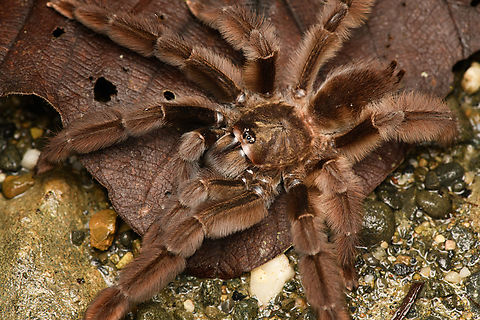 Psalmopoeus ecclesiasticus - side view, San Cipriano Reserve, Colombia Tentative ID based on discussion in FB Tarantula group. With pedipals as long as to create a 9th and 10th leg.
https://www.jungledragon.com/image/145575/tarantula_psalmopoeinae_san_cipriano_reserve_colombia.html
https://www.jungledragon.com/image/145573/tarantula_psalmopoeinae_-_side_view_closeup_san_cipriano_reserve_colombia.html
https://www.jungledragon.com/image/145576/tarantula_psalmopoeinae_-_head_san_cipriano_reserve_colombia.html Colombia,Colombia 2022,Geotagged,Psalmopoeus ecclesiasticus,San Cipriano Reserve,South America,Summer,World