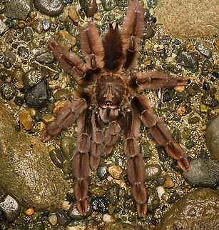 Psalmopoeus ecclesiasticus, San Cipriano Reserve, Colombia Tentative ID based on discussion in FB Tarantula group. With pedipals as long as to create a 9th and 10th leg.
https://www.jungledragon.com/image/145574/tarantula_psalmopoeinae_-_side_view_san_cipriano_reserve_colombia.html
https://www.jungledragon.com/image/145573/tarantula_psalmopoeinae_-_side_view_closeup_san_cipriano_reserve_colombia.html
https://www.jungledragon.com/image/145576/tarantula_psalmopoeinae_-_head_san_cipriano_reserve_colombia.html Colombia,Colombia 2022,Geotagged,Psalmopoeus ecclesiasticus,San Cipriano Reserve,South America,Summer,World